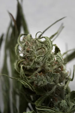 Hemp