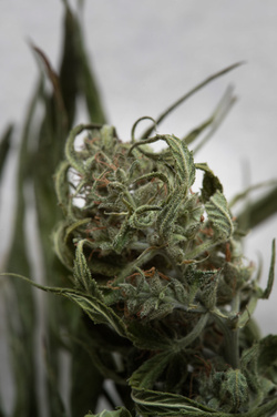Tobacco leaf detail
